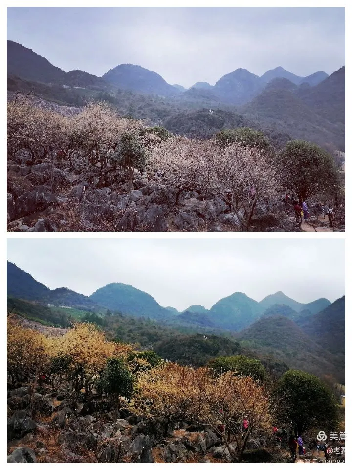 广东阳山杨梅镇水浪花谷李华基地